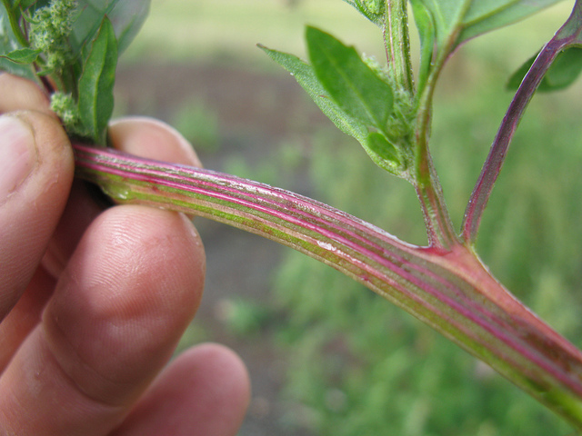 Chénopode blanc (Chenopodium album)