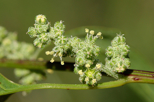 Chénopode blanc