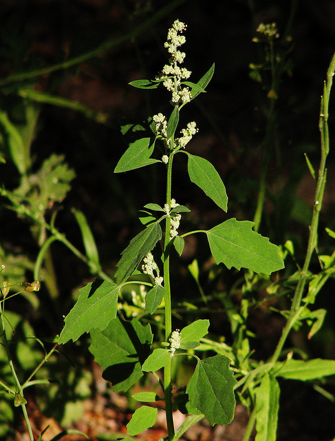 Chénopode blanc