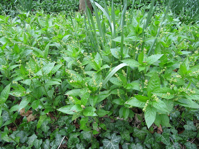 Chénopode bon-henri (Chenopodium bonus-henricus)