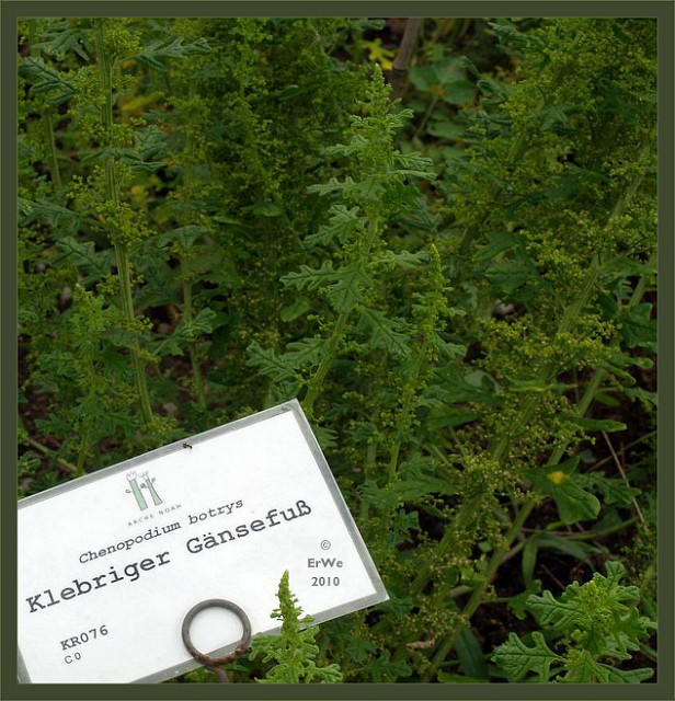Ansérine à épis (Chenopodium botrys)