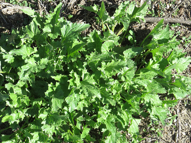 Chenopodium californicum