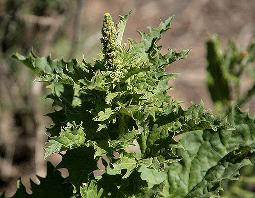 Chenopodium californicum (Chenopodium californicum)