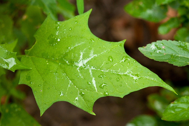 Épinard en têtes (Chenopodium capitatum)