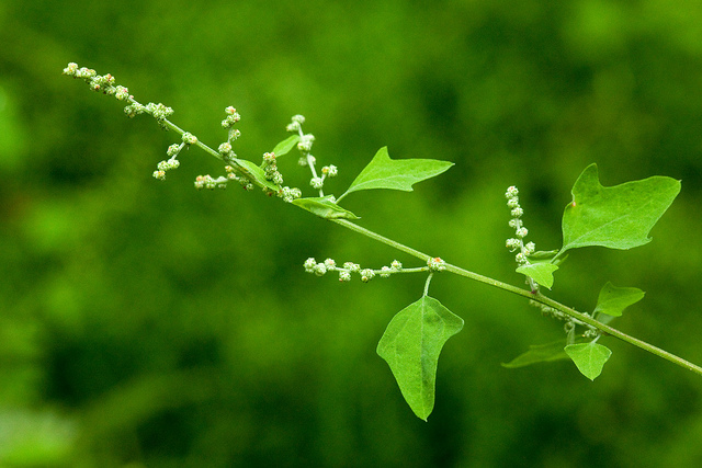 Chenopodium fremontii
