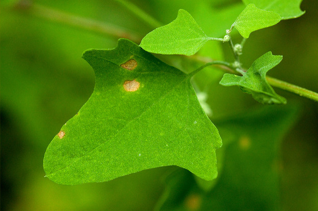 Chenopodium fremontii
