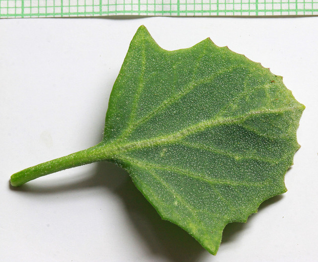Chenopodium fremontii