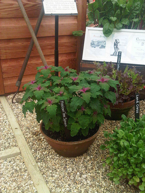 Chénopode couleur d’amarante (Chenopodium giganteum)