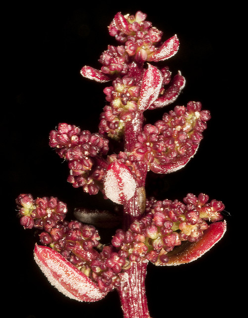 Chénopode glauque