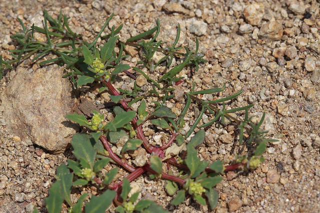 Chénopode glauque (Chenopodium glaucum)