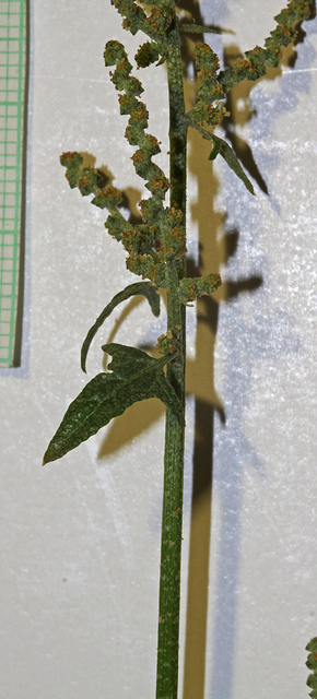 Ansérine hybride (Chenopodium hybridum)