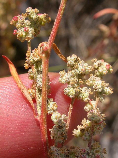 Chénopode (Chenopodium leptophyllum)
