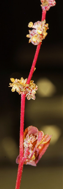 Chénopode