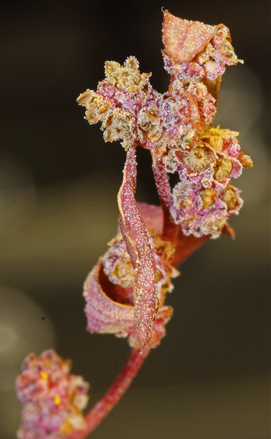 Chénopode