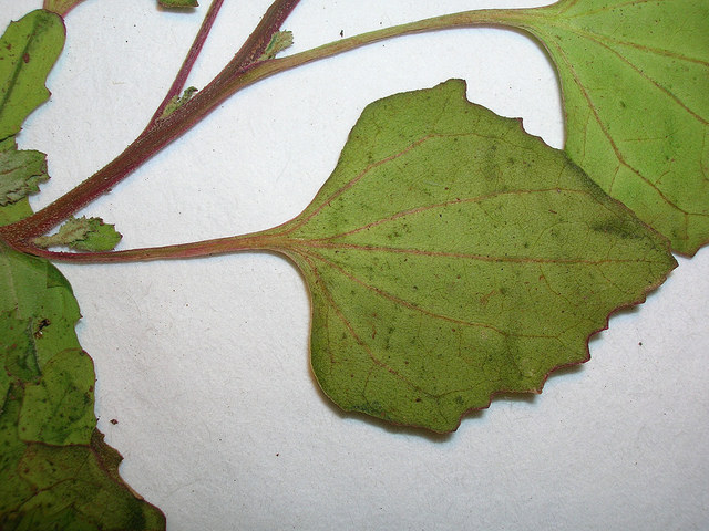 Ansérine des murs (Chenopodium murale)