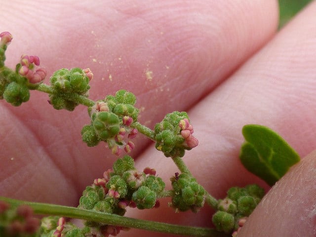 Chenopodium oahuense (Chenopodium oahuense)