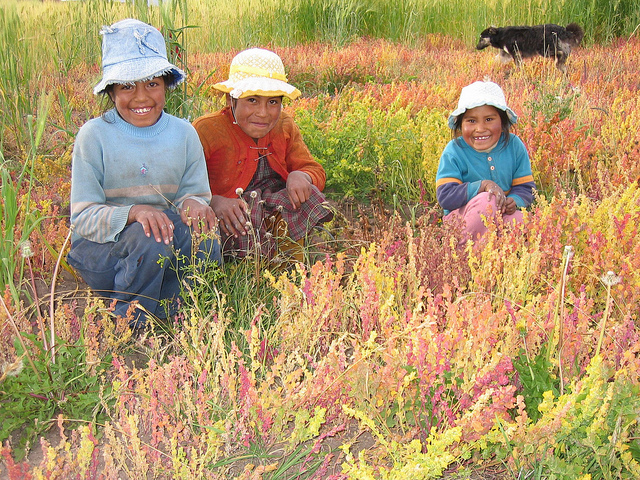 Chenopodium pallidicaule (Chenopodium pallidicaule)