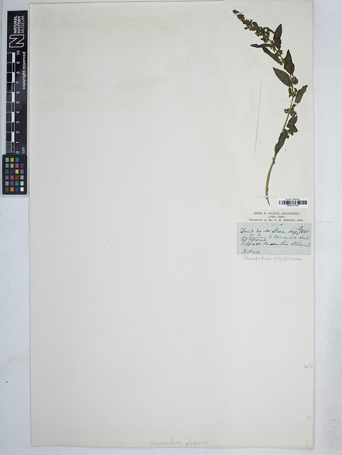 Chénopode à graines nombreuses (Chenopodium polyspermum)