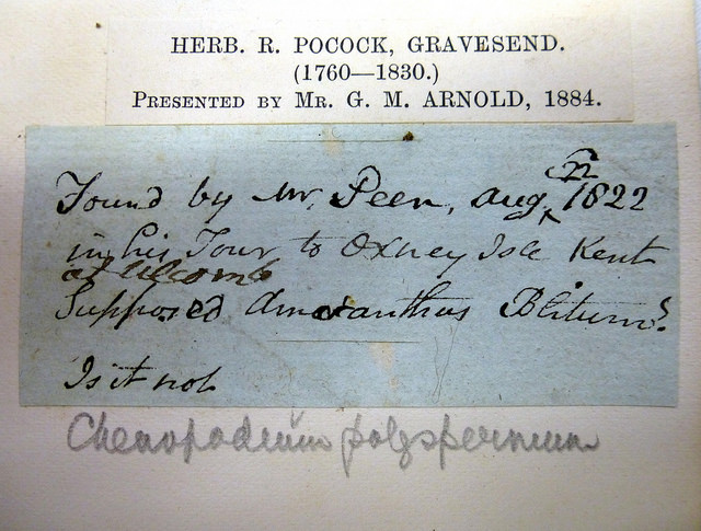 Chénopode à graines nombreuses