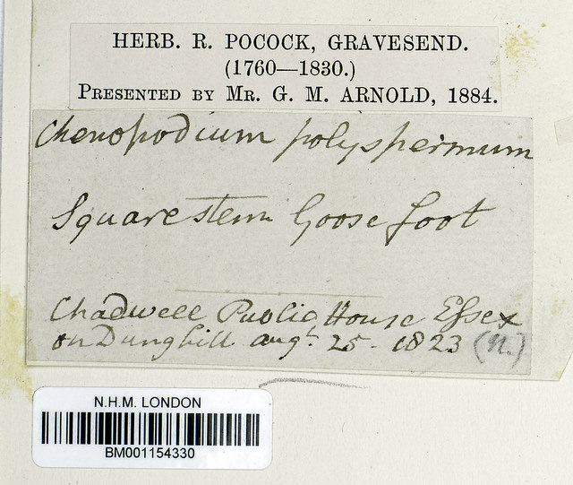 Chénopode à graines nombreuses