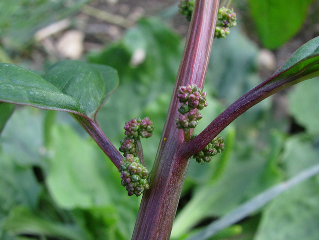 Chénopode à graines nombreuses