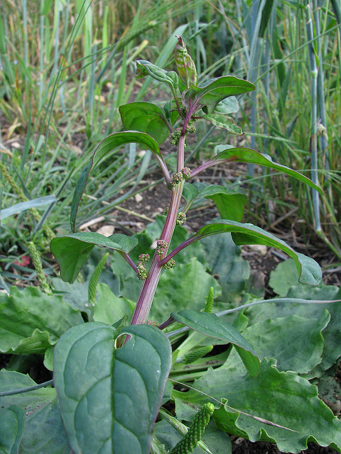 Chénopode à graines nombreuses