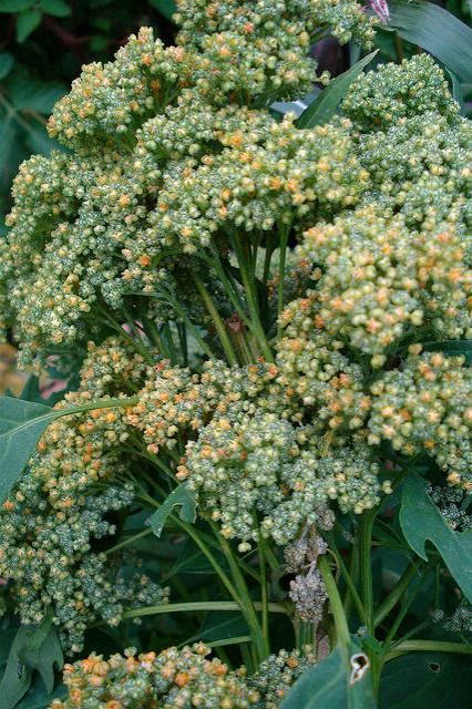Quinoa