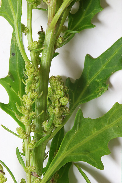 Ansérine rouge (Chenopodium rubrum)
