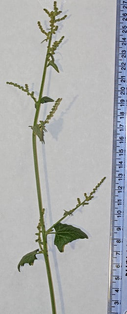 Chenopodiastrum simplex (Chenopodium simplex)