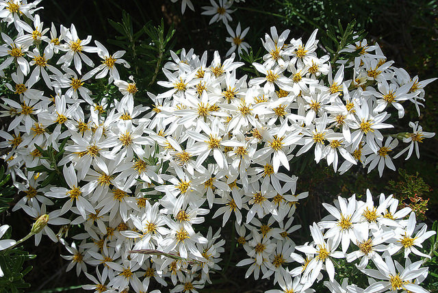 Chiliotrichum diffusum