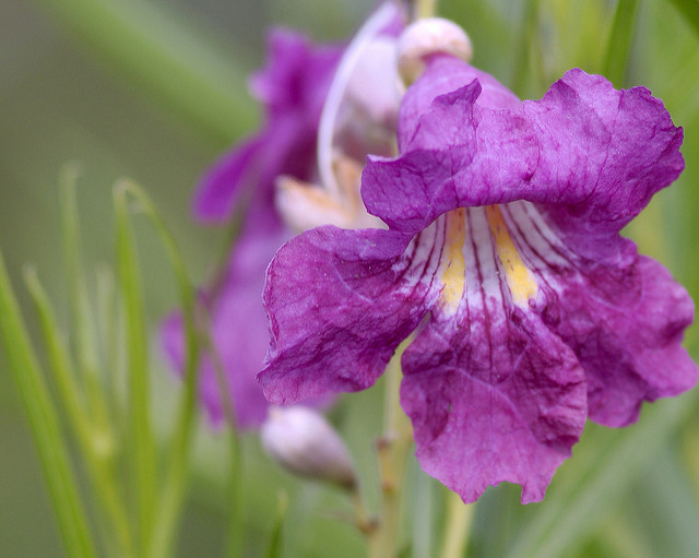Chilopsis