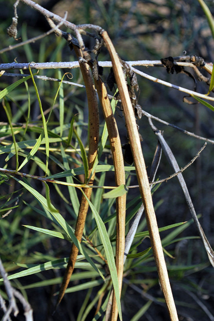 Chilopsis