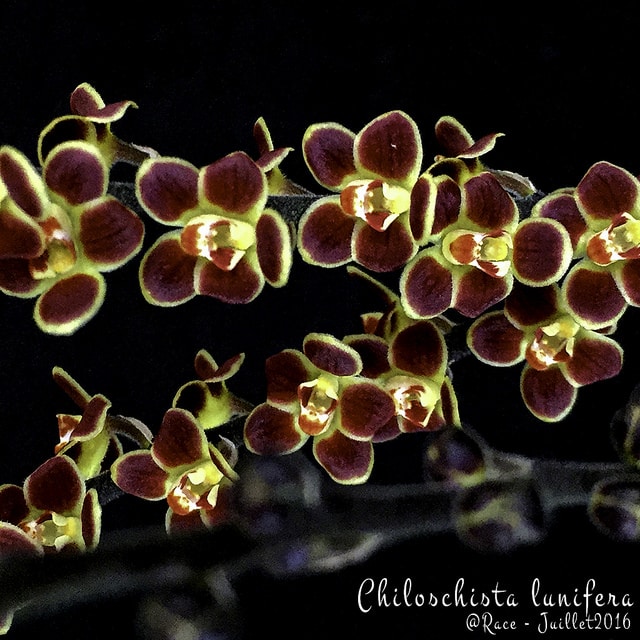 Chiloschista lunifera