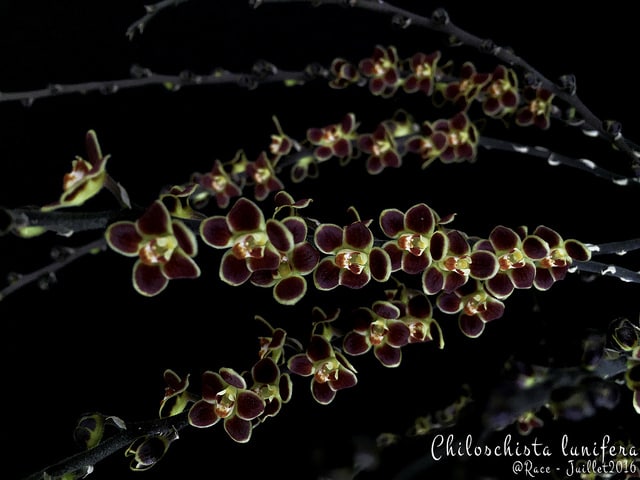 Chiloschista lunifera