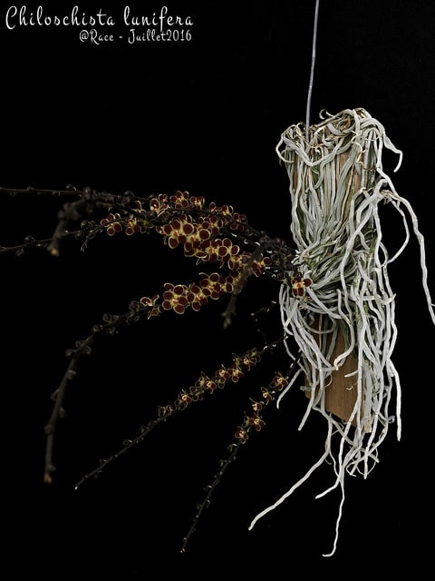 Chiloschista lunifera