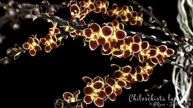 Chiloschista lunifera