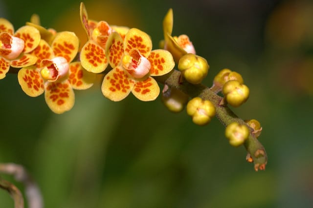 Chiloschista lunifera (Chiloschista lunifera)