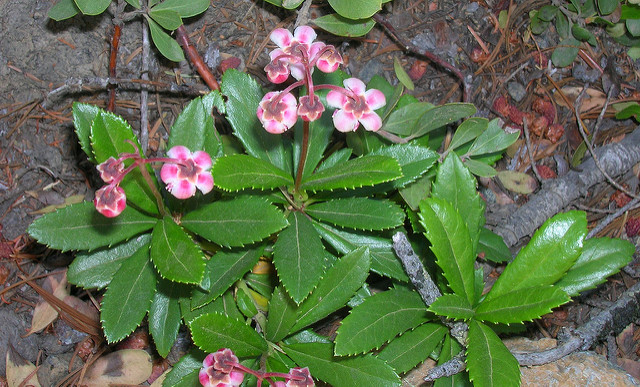 Chimaphile en ombelle