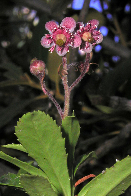Chimaphile en ombelle