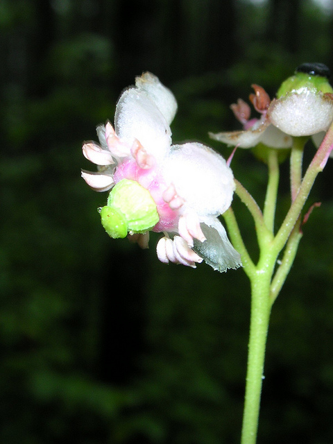 Chimaphile en ombelle