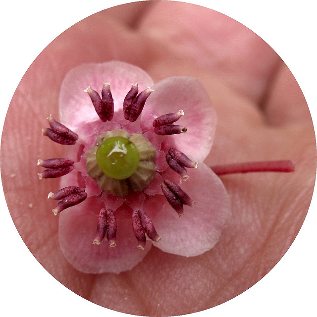 Chimaphile en ombelle