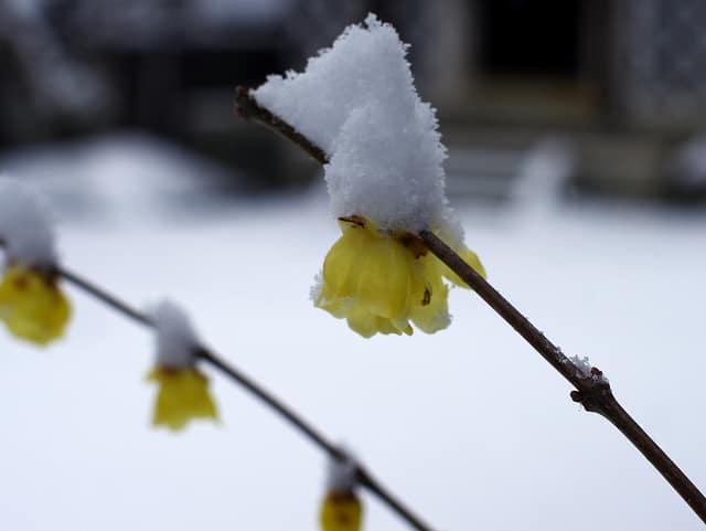 Chimonanthus nitens