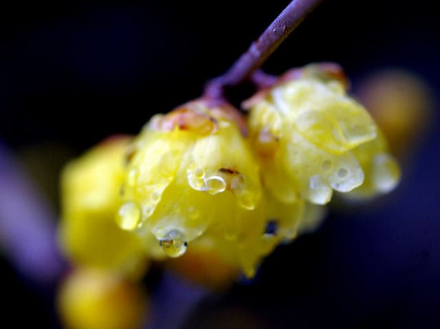 Chimonanthus nitens