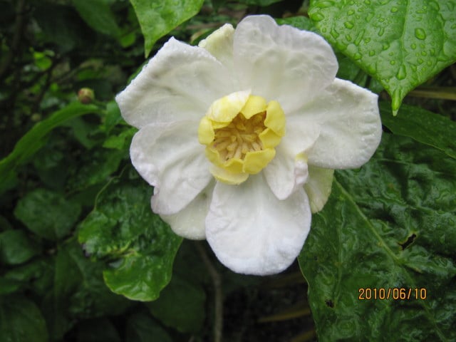 Chimonanthus nitens