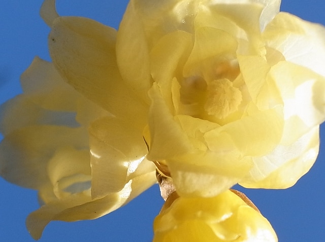 Chimonanthus nitens