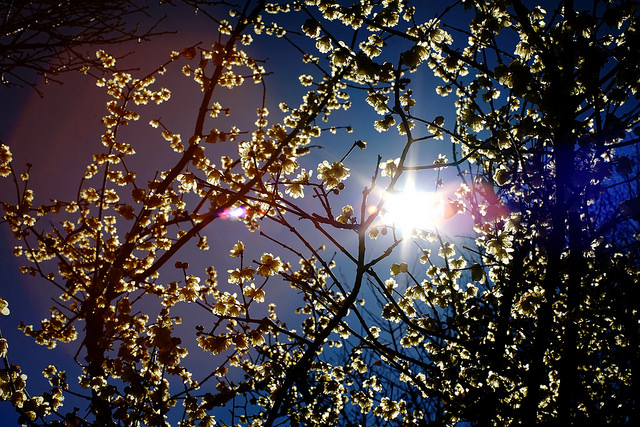 Chimonanthus praecox