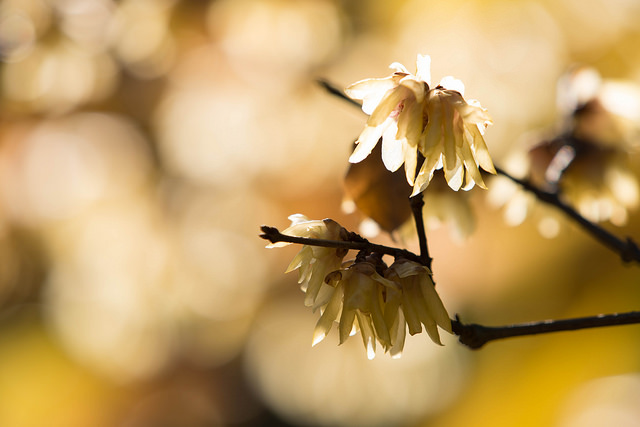 Chimonanthus praecox