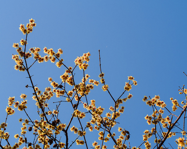 Chimonanthus praecox