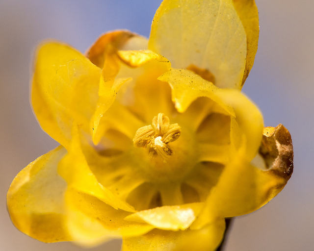 Chimonanthus praecox