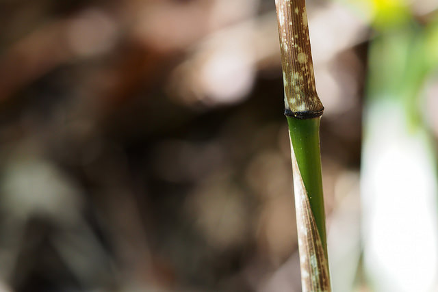 Chimonobambusa marmorea